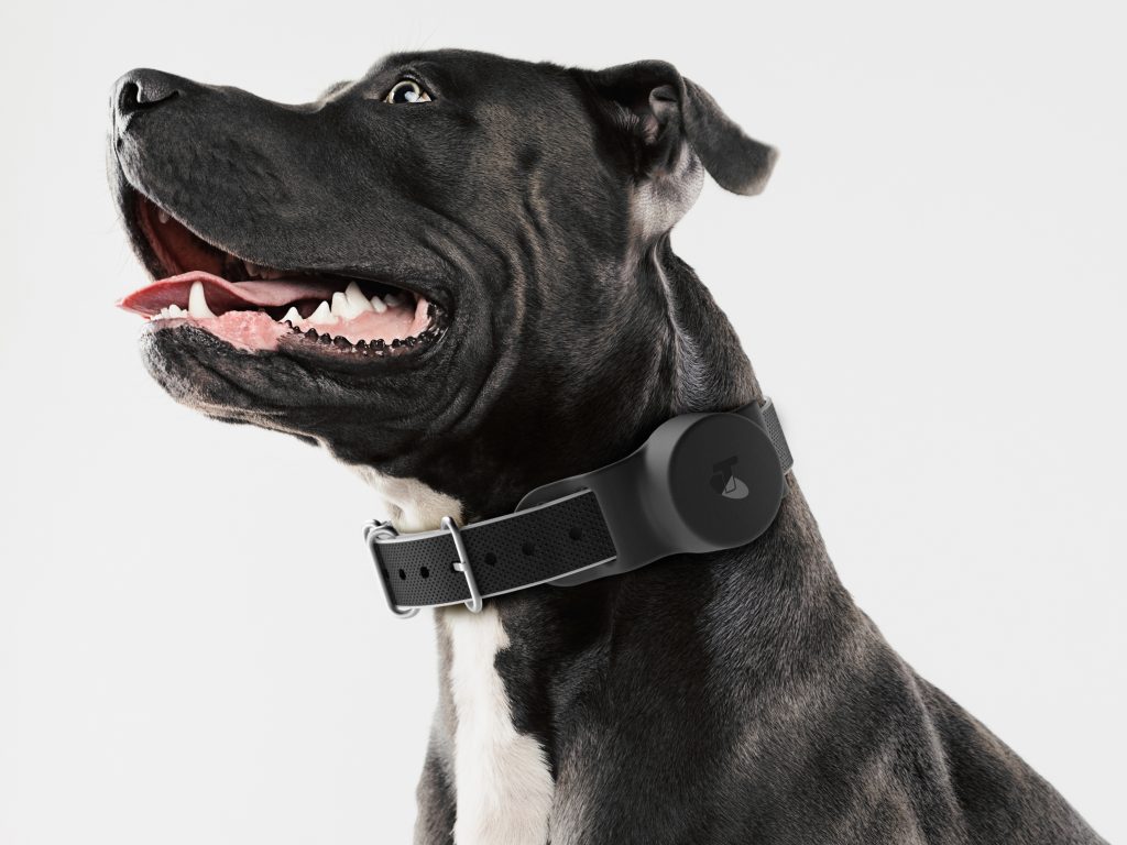 Telstra’s Location Services Helps Find Lost Keys, Or Pets