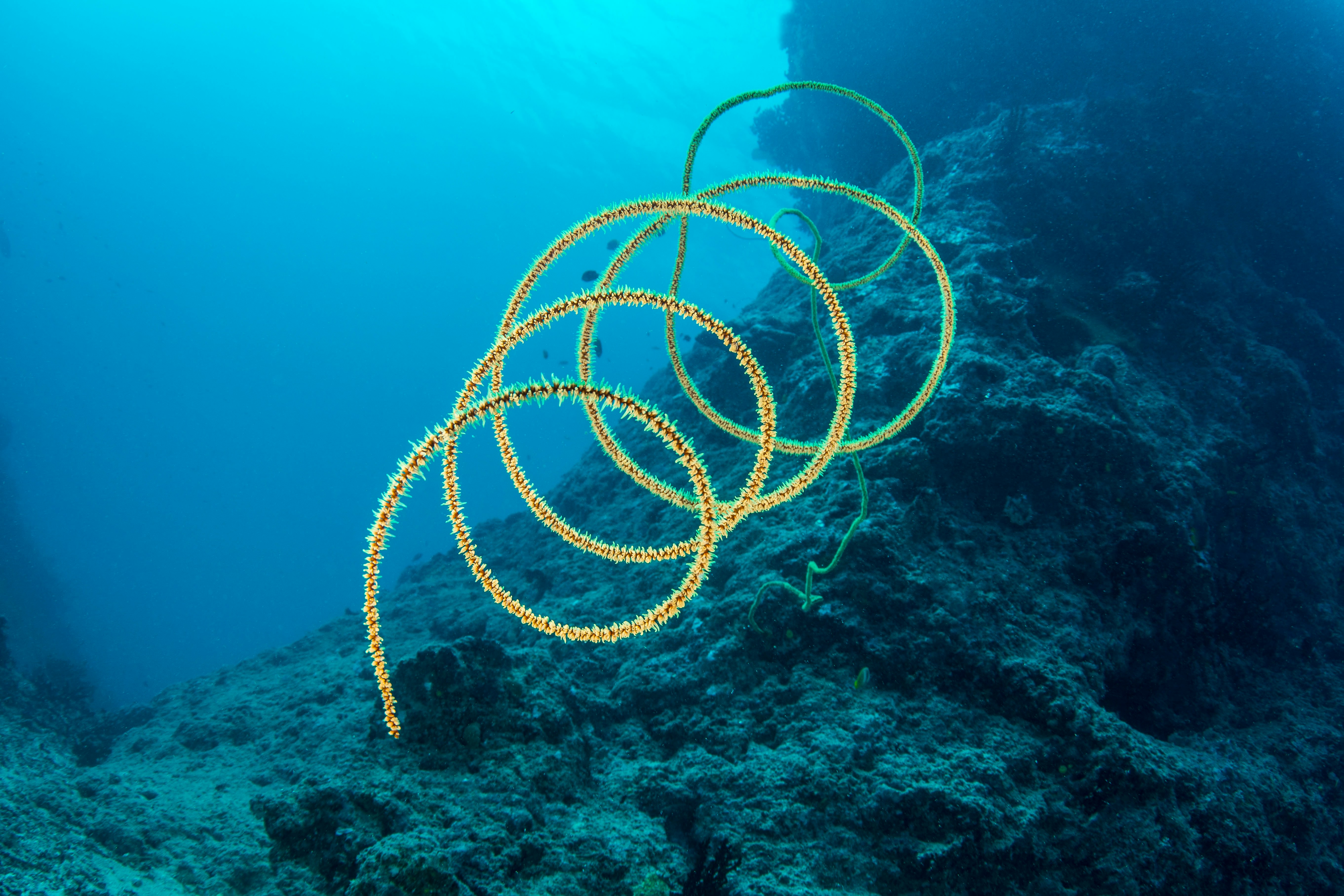 Subsea Cables Severed, Internet Disrupted In Asia And The Middle East