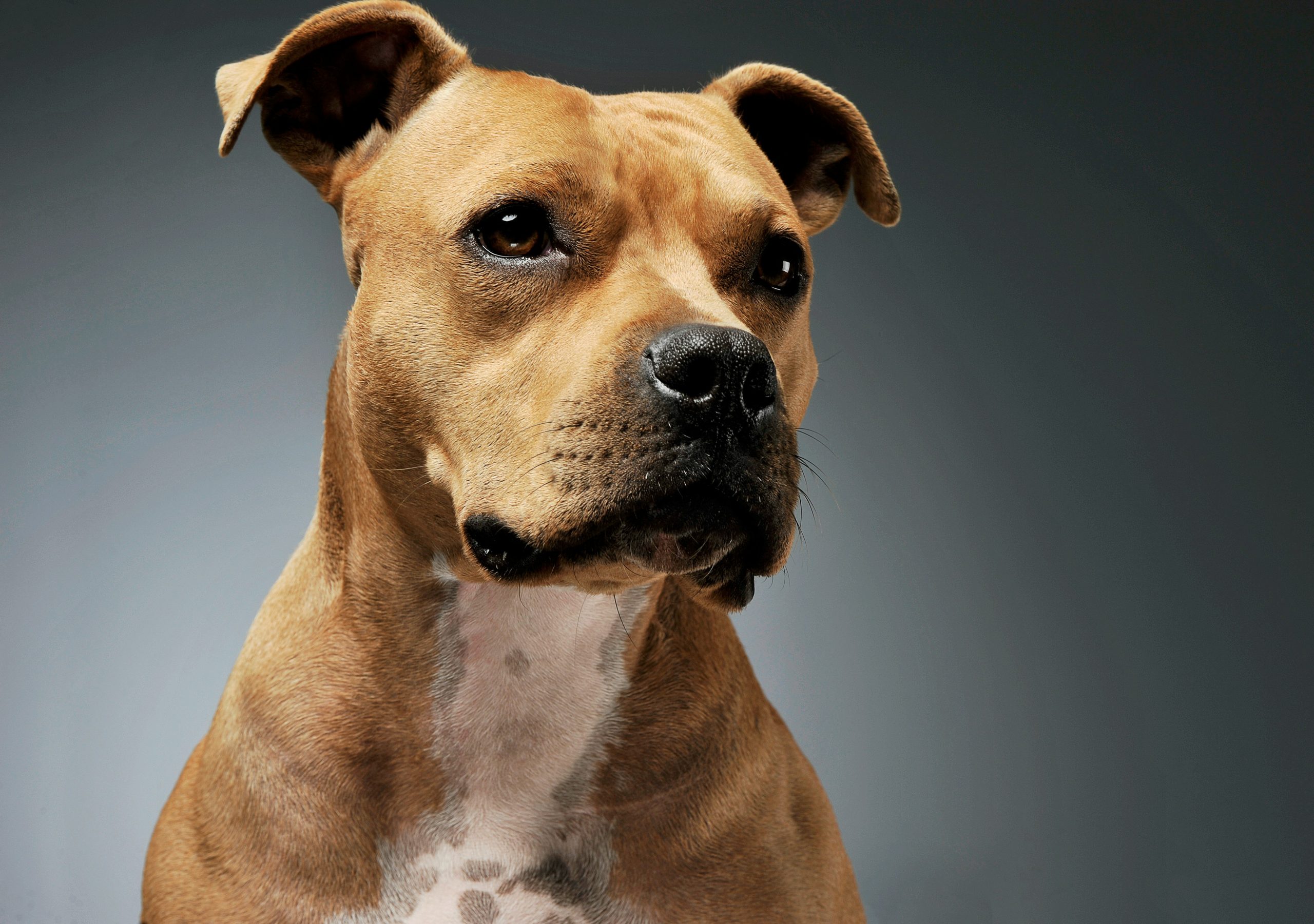 New AI Collar Promises To Decode What Pets Are Really Saying