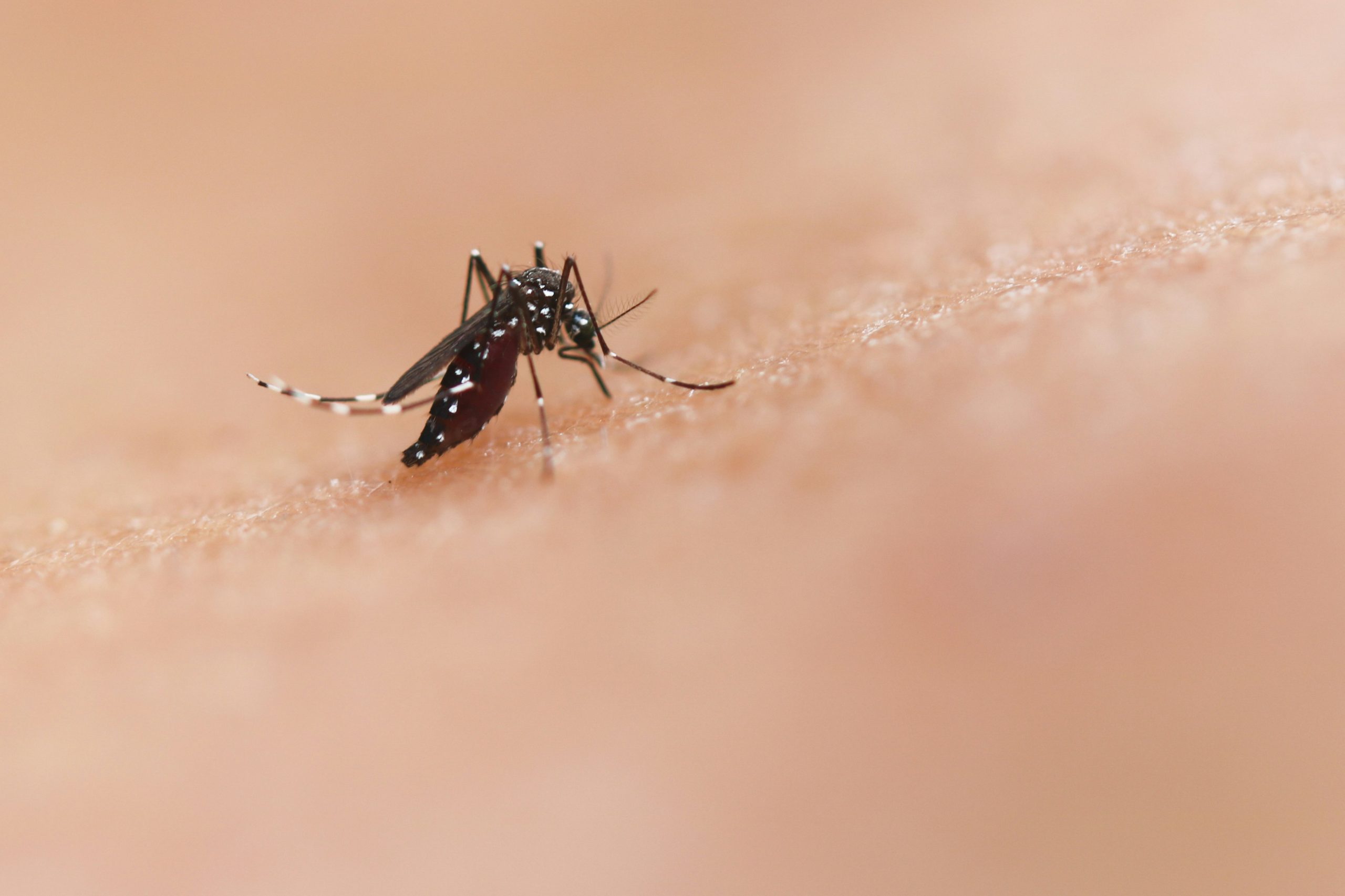 Why Google wants to release more than 30 million mosquitoes